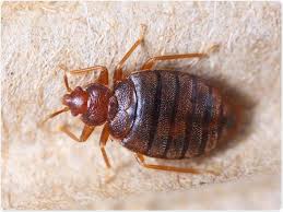 Bedbugs pest control