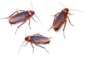 Cockroaches pest control