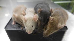 Mice pest control