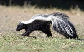Skunks pest control