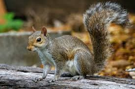 Squirrels pest control