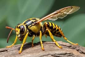 Wasps & Hornets pest control