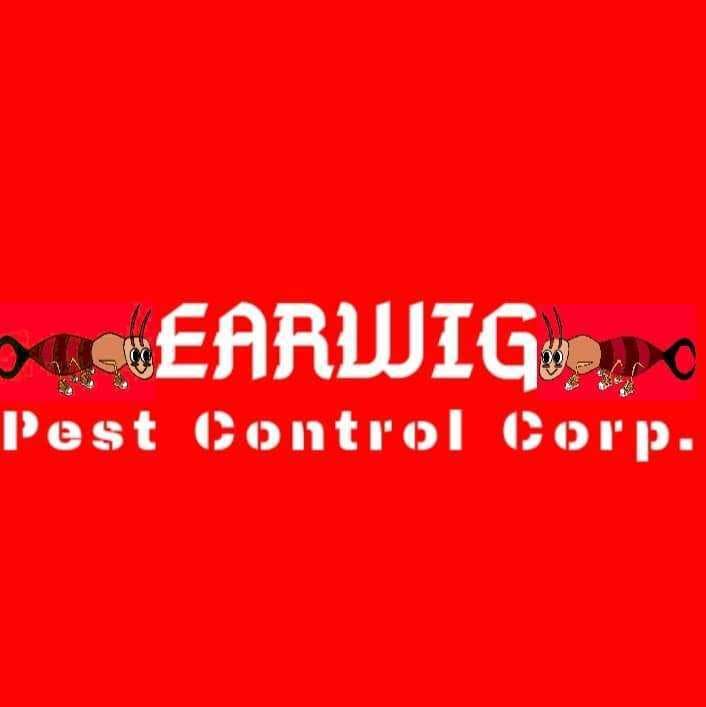 Earwig Pest Control