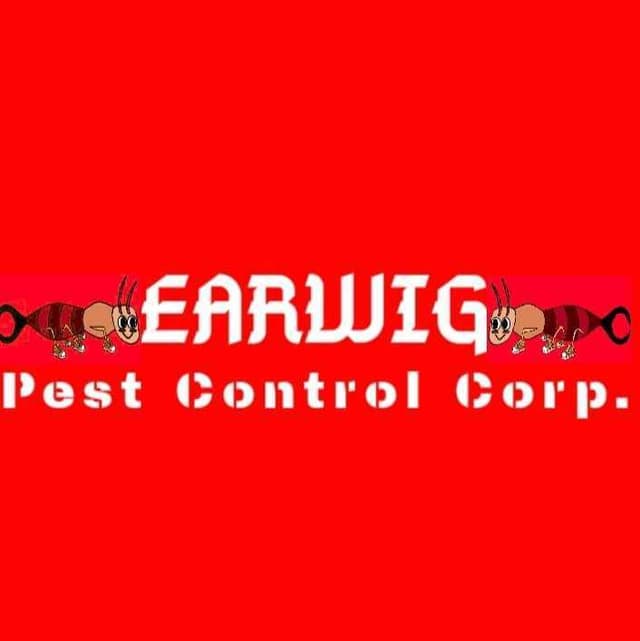 Earwig Pest Control
