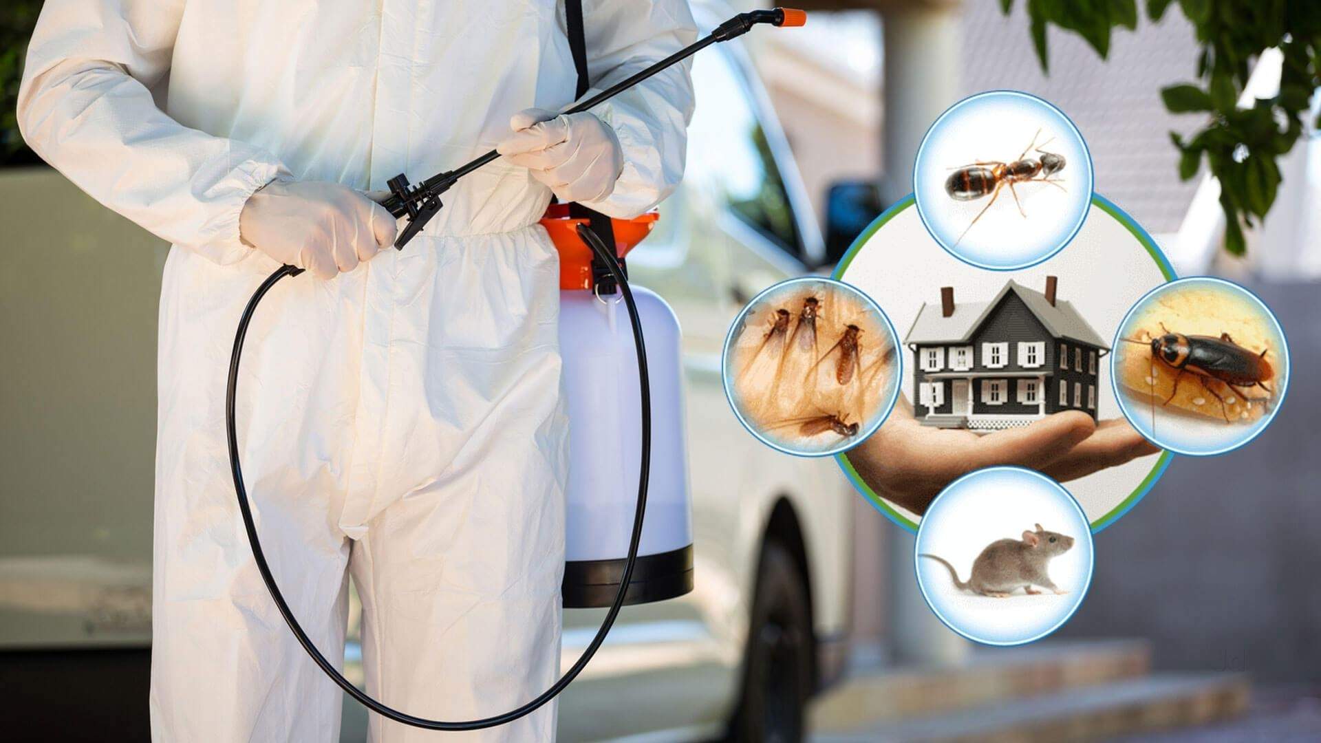 Earwig Pest Control technician providing service